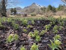 芽吹きはじめた「フキノトウ」
