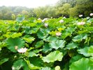 緑と水に癒される大濠公園。歴史を感じる博多城跡もすぐそば。