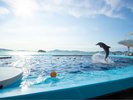 人気のイルカショー ※写真提供:四国水族館