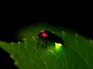 【期間限定の癒し】 夜のふじやでは敷地内でホタルも飛び交います。(6月中旬〜7月中旬まで)