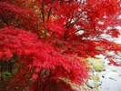 塩原温泉の紅葉