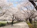 4月の中旬には桜を楽しむことができます。(写真は千本松牧場)