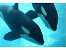 【観光】名古屋港水族館