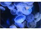 【観光】名古屋港水族館