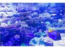 【観光】名古屋港水族館