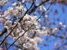 春には桜ヶ池の桜がお勧めの桜スポットです。