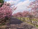 車で5分ほどの浜岡砂丘。河津桜があり、2月下旬には満開の並木道!
