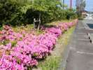 駐車場にはツツジが植えられており、5月頃に満開を迎えます。