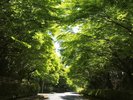 【霧島の新緑】国道223号線