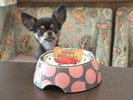 【わんちゃんケーキ】わんちゃん用のお祝いケーキ※有料・予約制