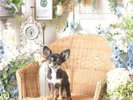 【ルシアン専用】フォトブース◆季節ごとにデザインが変わります!