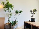 グリーン&インテリアショップ“garage”がプロデュースした<garage room>です。