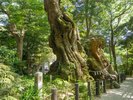 【来宮神社】天然記念物の『大楠』は願いを秘めながら1周すると願い事が叶うという伝説も♪