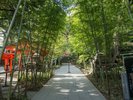 【来宮神社】綺麗な竹林のある神秘的なスポットです。