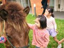 人懐っこくてかわいいヨナグニウマと馬遊び体験♪(※有料)