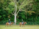 ヨナグニウマと遊ぼう!