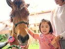 人懐っこくてかわいいヨナグニウマと馬遊び体験♪(※有料)