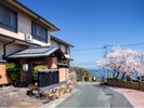 満開の桜(フロントロビーからもご覧頂けます)