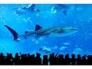 群れをなす魚たちにも注目です(^o^)丿(海洋博公園・沖縄美ら海水族館)