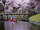 【周辺観光(春)】春の彦根城の桜 写真提供:(公社)びわこビジターズビューロー