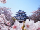 春の彦根城