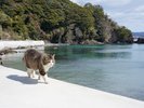 ☆【ねこ島(田代島)】人よりも猫が多い!?猫好きの楽園。可愛いにゃんことたくさん触れ合って♪