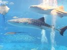 【美ら海水族館】ホテルよりお車で約1時間40分