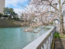 ・【周辺】ホテル近くの桜並木を望む遊歩道。福井城址の歴史を感じながら散策をお楽しみいただけます