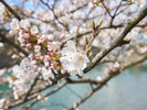 ・【周辺】ホテル周辺の美しい自然を感じられる一枚。美しい桜と川の景色