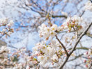 ・【周辺】福井城址は桜の名所として名高く、4月上旬までに多くの見物客が訪れる観光スポットです