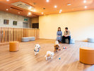 【屋内ドッグラン】