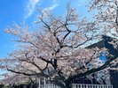 Sakura MARCHEt߂̍i2023NjJԏ󋵂͎VHPAdbł₢킹