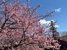 【河津桜】開花状況は時之栖公式HPをご覧いただくか、お問い合わせ下さいませ。