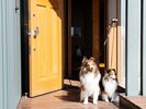 【愛犬と泊まれる】山羊の丘コテージ