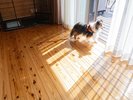 【愛犬と泊まれる】山羊の丘コテージ