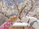 「一目百万、香り十里」との呼び声高い南部(みなべ)梅林(2026年1月31日〜3月1日開園) 車で20分