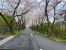 桜並木