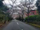 桜並木