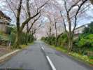 桜並木