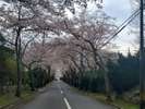 桜並木