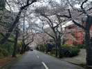 桜並木