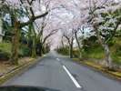桜並木