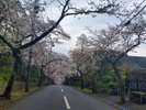 桜並木