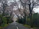 桜並木