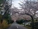 桜並木
