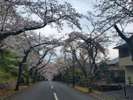 桜並木