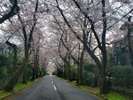 桜並木