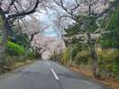 桜並木