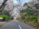 桜並木