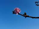 河津桜